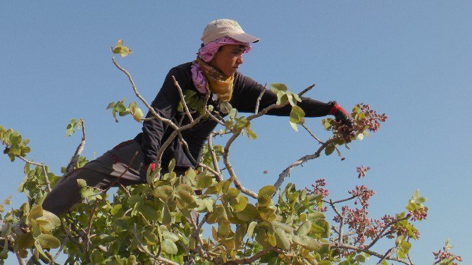 Antep Fıstığında Çiftçinin Yüzünü Güldürecek Gelişme