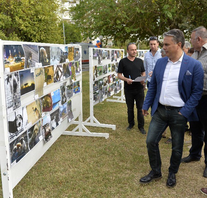 Muratpaşa’da Sokak Hayvanları Festivali Düzenlendi