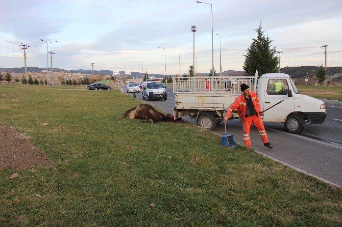 Tavşanlı’da Trafik Kazası: 1 Yaralı