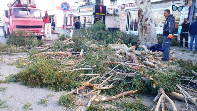 Ayvalık’ta Tehlike Arz Eden Ağaçlara Budama Ayarı