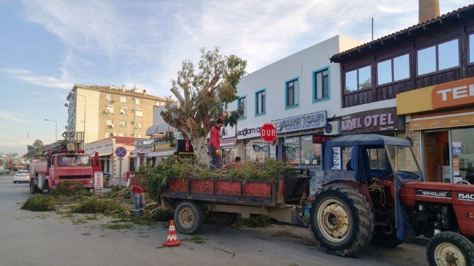 Ayvalık’ta Tehlike Arz Eden Ağaçlara Budama Ayarı