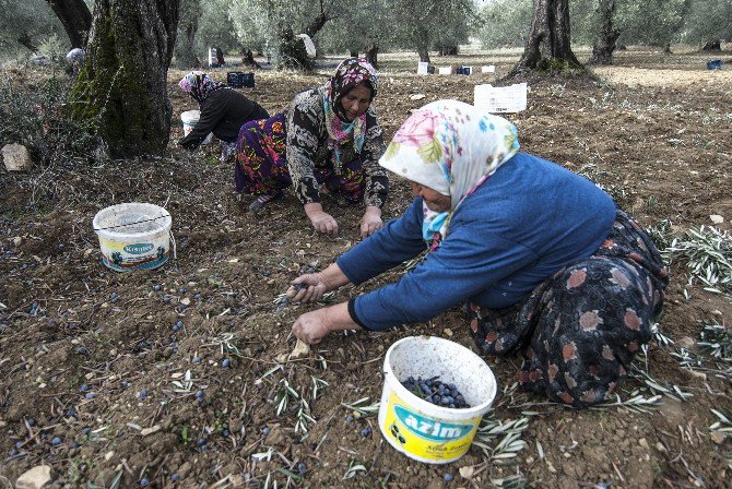 Tariş Zeytinyağında Avans Fiyatını Açıkladı