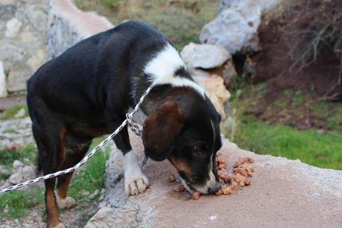 Vicdansızların Ölüme Terk Ettiği Sokak Köpeklerini Belediye Kurtardı