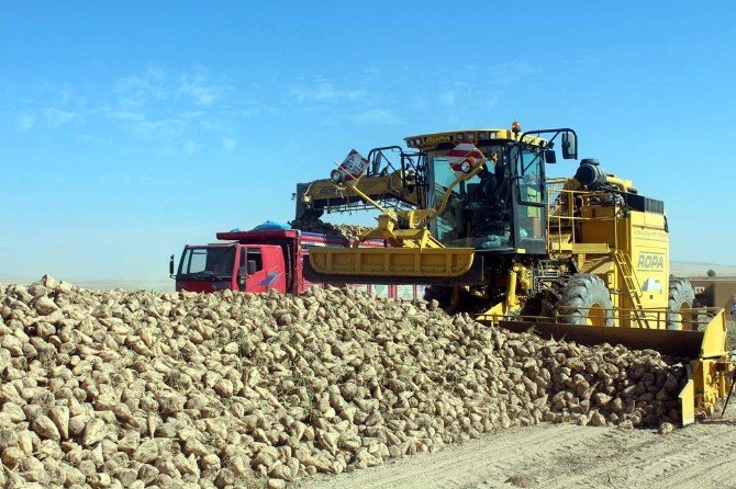 Mauslar Sayesinde Yılda 150 Dekar Arazi Tarıma Yeniden Kazandırılıyor