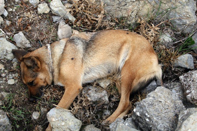 Görme Engelli Vatandaşın Rehber Köpeğini Öldürdüler