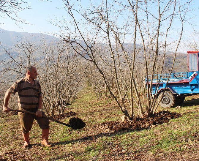 Fındık Fiyatları 9.75 Tl’ye Düştü, Üretici Tepkili