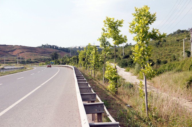 Sakarya’da 2 Bin 300 Çınar Fidanı Toprakla Buluştu