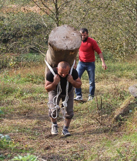 203 Kilogramlık Kütüğü Sırtında Taşıdı