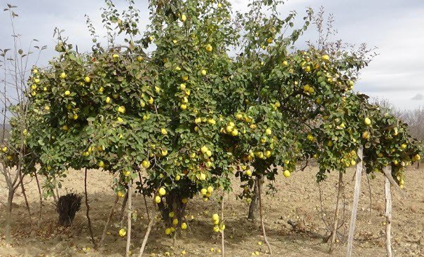 Ayva Ağaçları Meyvelerini Taşıyamıyor