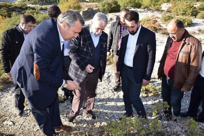 Fosil Ağaç Alanı Ziyaretçilere Açılıyor