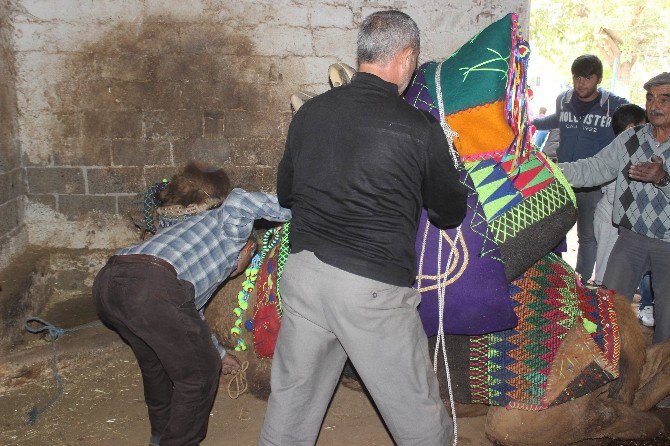 Aydın’da Develere Törenle Havutları Giydirildi