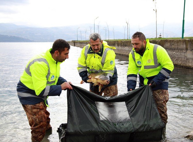 10 Kiloluk Sazanlar Sapanca Gölü’nün Doğal Güzelliğini Koruyacak