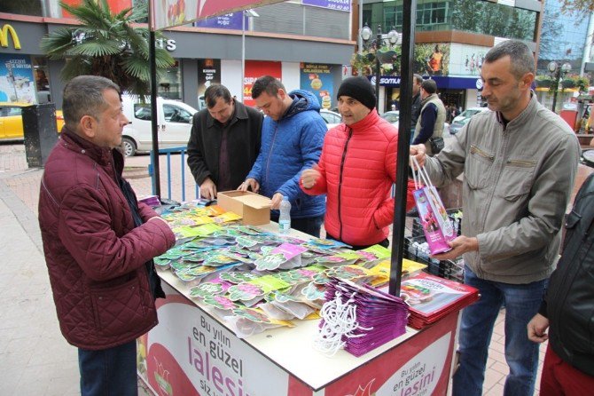 Kocaeli’de Lale Soğanı Satışı Başladı