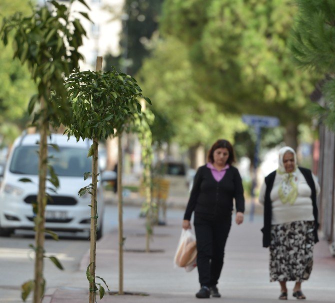 Bayındır Mahallesi’ne 142 Turunç Fidanı