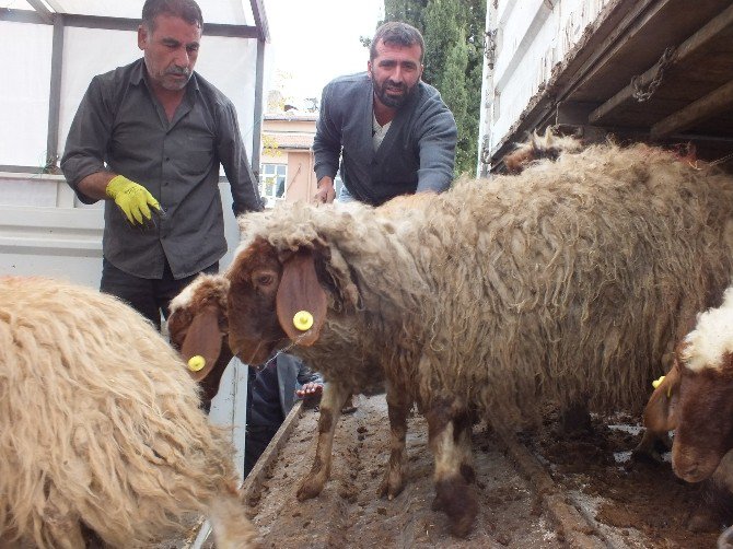 Samsatlı Genç Çiftçilere Hayvan Dağıtımı Yapıldı