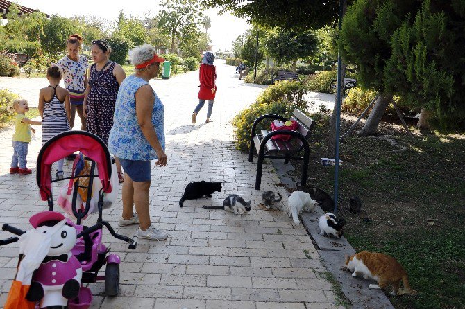 Antalya’da Kedi Katliamlarının Önlenmesi Çalışmaları