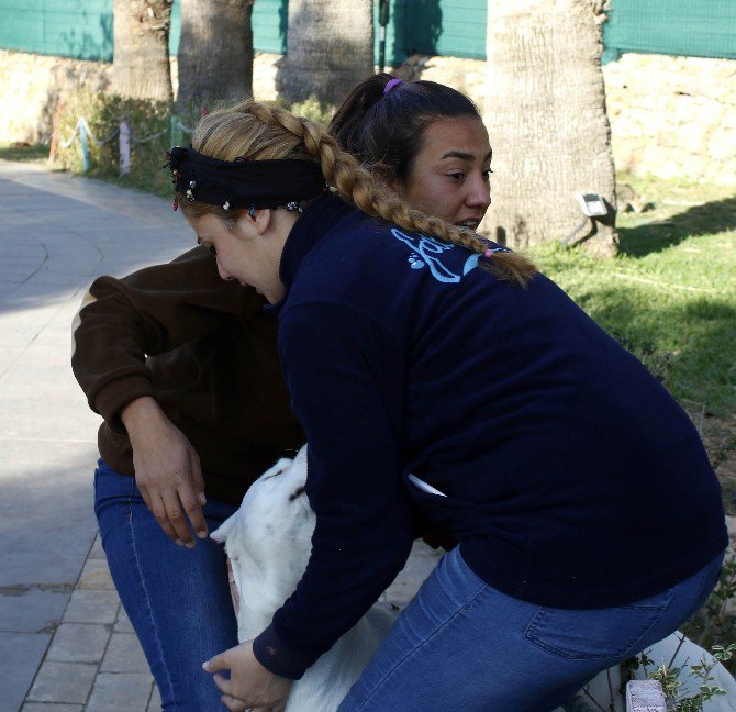 Yangından Kurtarılan Köpek Mutluluk Yaşattı