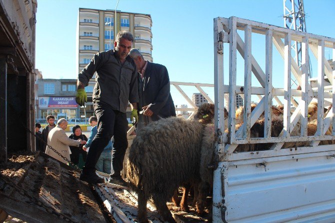 Kahta’da Genç Çiftçilere 120 Adet Koyun Dağıtıldı