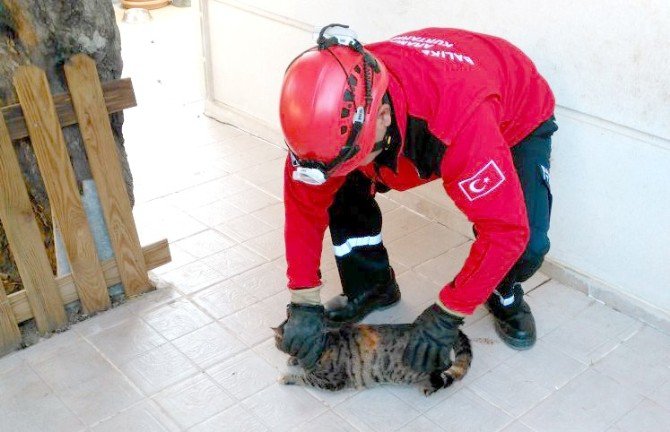 Pencereye Sıkışan Kediyi İtfaiye Kurtardı