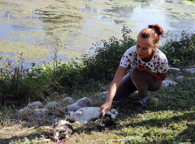 Antalya’da Kedi Katliamlarının Önlenmesi Çalışmaları