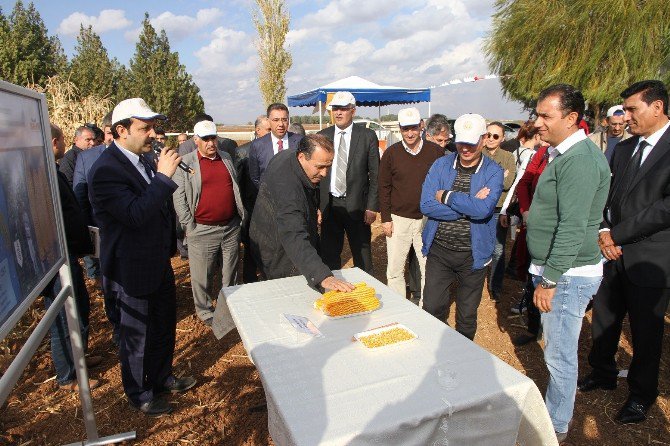 Şanlıurfa’da Ulusal Mısır Tarla Günü Düzenlendi