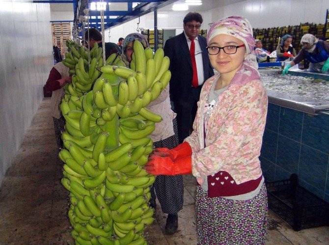 Silifke’de Domatesin Ve Çileğin Yerinde Muz Seraları Yükseliyor