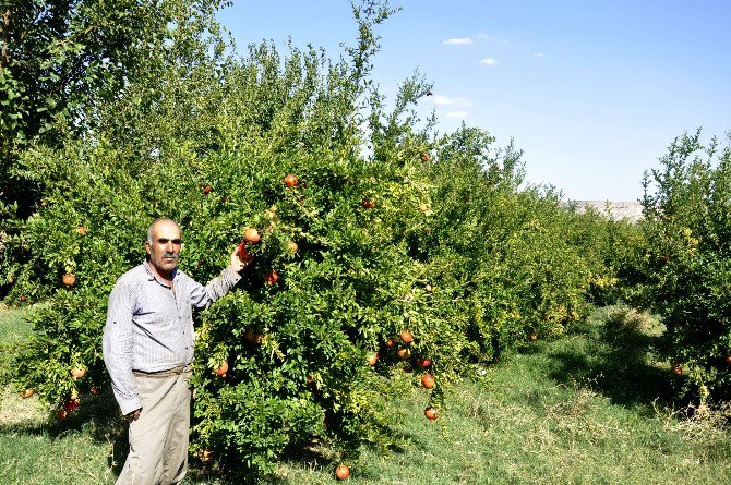 Kahta İlçesinde Nar Üreticileri Dertli