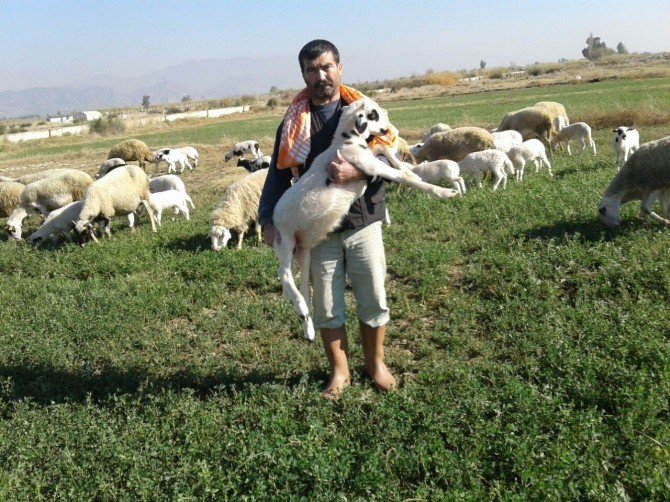 Aydın’da Çobanlar Sandık Başına Gidiyor