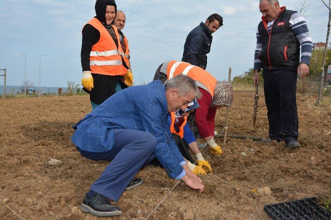 Türkiye’nin İlk Isırgan Otu Tarlası Giresun’un Görele İlçesinde Oluşturuluyor