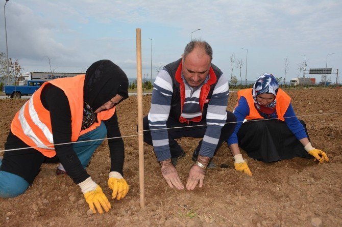 Türkiye’nin İlk Isırgan Otu Tarlası Giresun’un Görele İlçesinde Oluşturuluyor