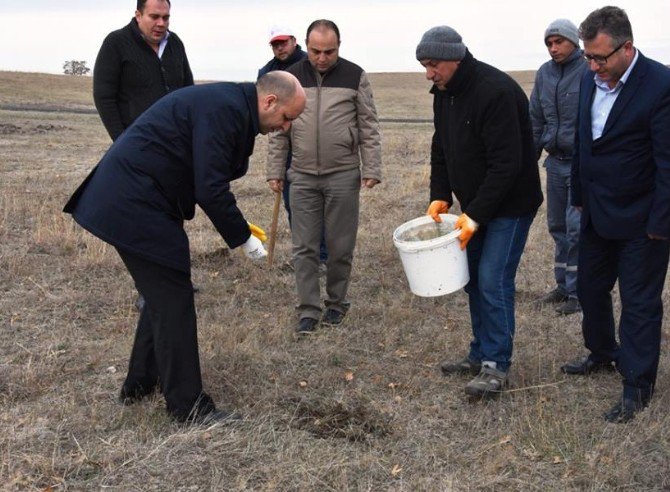 Hayrabolu Belediyesi Gölet Sahasına 5 Bin Adet Meşe Palamudu Ekti