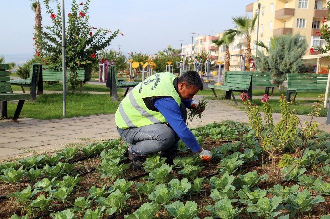 Erdemli’de Park Ve Yeşil Alanlara Kışlık Bakım