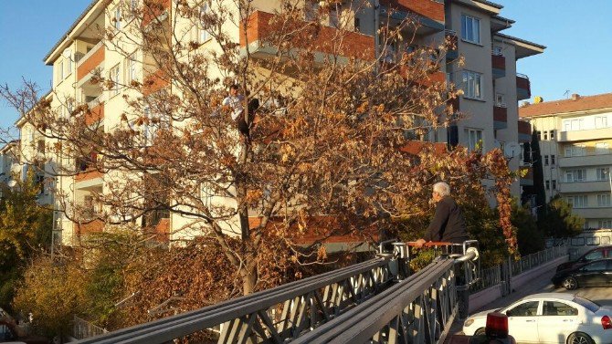 Ağaçta Mahsur Kalan Gencin İmdadına İtfaiye Yetişti