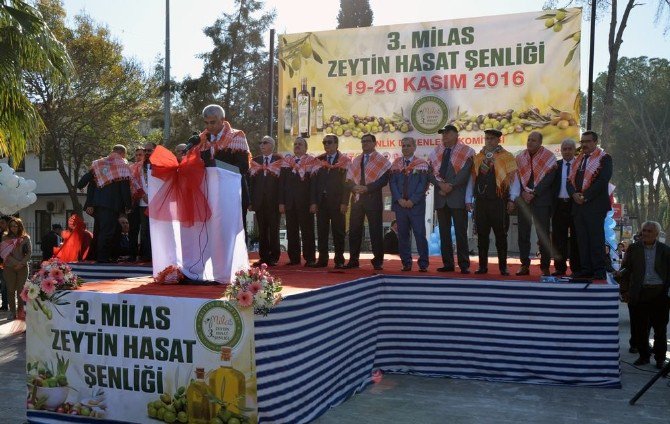 Milas 3. Zeytin Hasat Şenliği Başladı