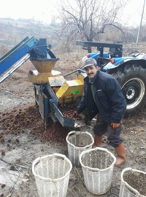 Kestane Üreticisi Yeni Sezon Fiyatlarından Umutlu