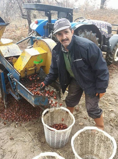 Kestane Üreticisi Yeni Sezon Fiyatlarından Umutlu