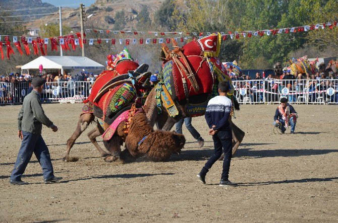 Aydın’da Develer Sahaya İndi