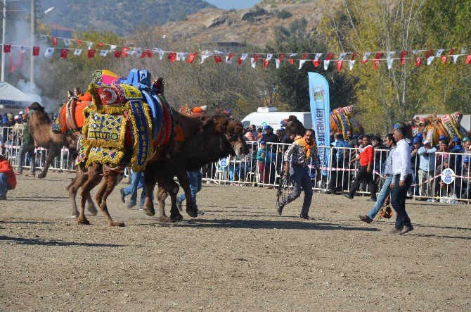 Aydın’da Develer Sahaya İndi