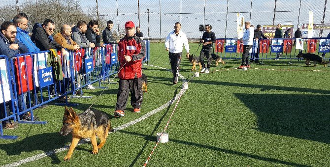 Alman Çoban Köpekleri Türkiye Şampiyonası İçin Yarıştı