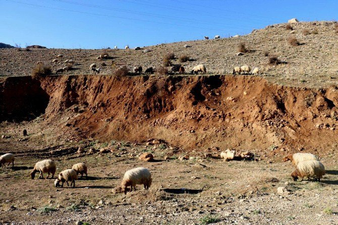 Kaybolan Sürüye Kurt Saldırdı: 51 Koyun Telef Oldu