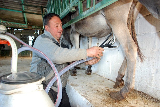 Eşek Sütünün Fiyatı 80 Liraya Ulaştı