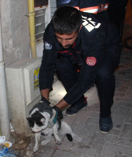 Yangında Mahsur Kalan Kediyi İtfaiye Kurtardı