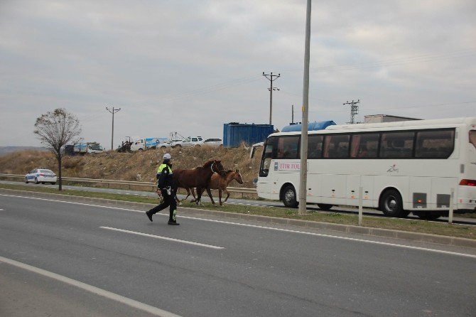 Başıboş Atlar En İşlek Saate Trafiği Aksattı