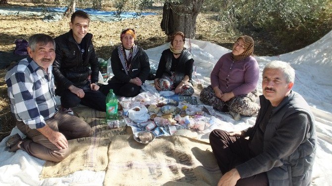 Burhaniye’de Mhp İlçe Başkanı Taşdelen Zeytin Hasadına Katıldı