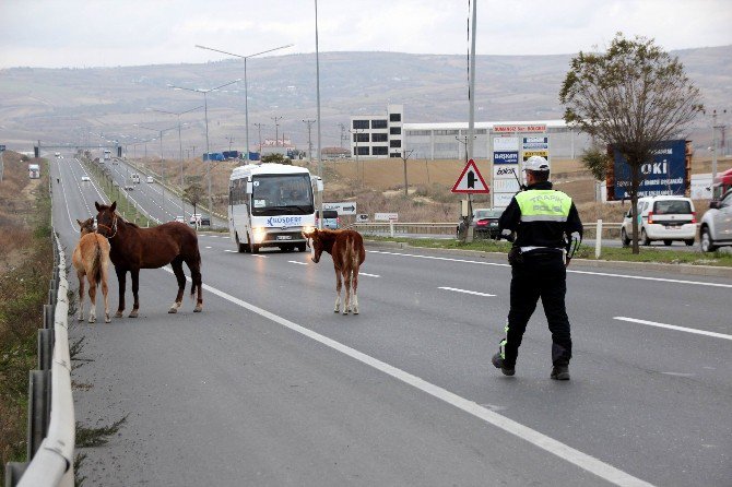 Başıboş Atlar En İşlek Saate Trafiği Aksattı