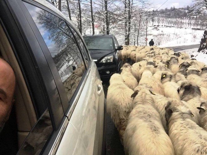 Çobanların Yayladan Dönüşü Sürüyor