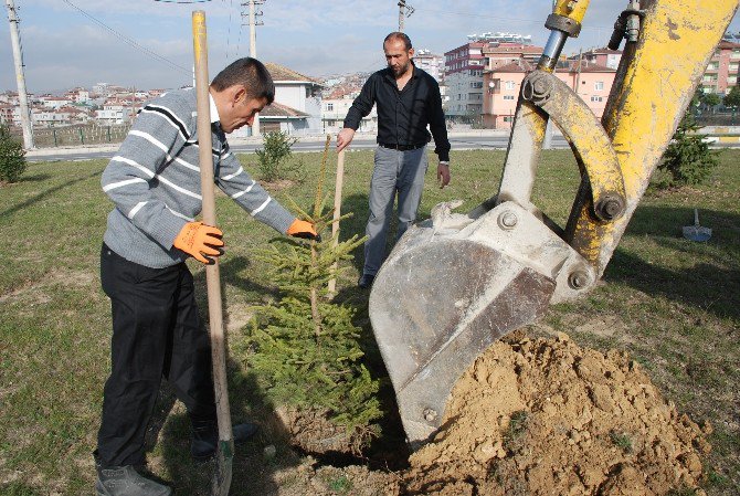 Yeşil Bir Kavak İçin Çalışmalar Sürüyor