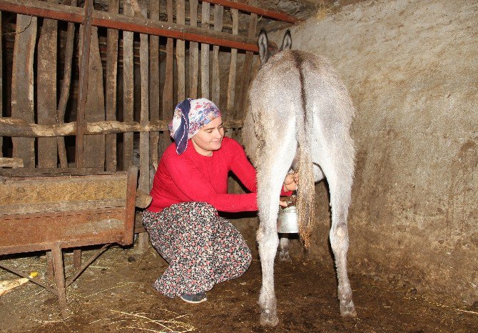 Eşek Sütü Altın Değerinde