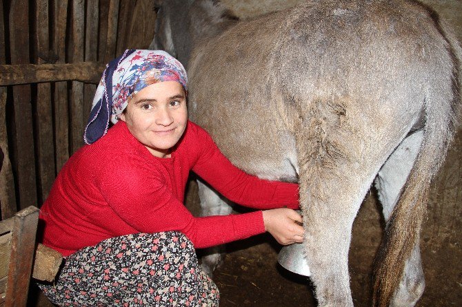 Eşek Sütü Altın Değerinde