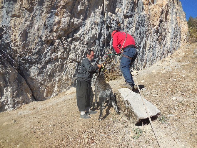 Arama Kurtarma Ekibi Bu Kez Keçiler İçin Seferber Oldu